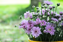 Loại hoa Tết nên trồng để thải độc không khí, ngừa bệnh tật