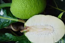 Những món ngon từ quả sake đừng bỏ lỡ