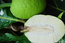 Những món ngon từ quả sake đừng bỏ lỡ