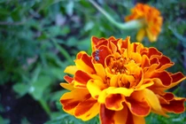 Điểm danh những loại hoa cúc chữa bệnh tuyệt vời