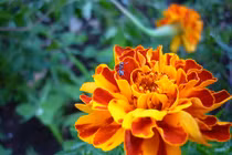 Điểm danh những loại hoa cúc chữa bệnh tuyệt vời