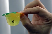 Những món ăn khoái khẩu cực nguy hiểm cho bé