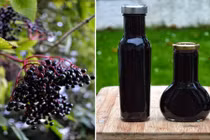 Bài thuốc chữa bệnh hiệu quả từ cây cơm cháy