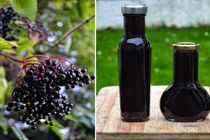 Bài thuốc chữa bệnh hiệu quả từ cây cơm cháy