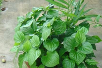 Bài thuốc trị sưng chân răng có mủ từ nước lá lốt