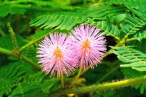 Cây dược liệu chữa đau khớp có sẵn trong vườn nhà