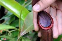 Tận mắt xem cây ăn thịt bắt mồi ở TP HCM