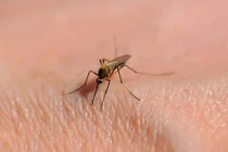 Mùa hè đừng chủ quan với bệnh sốt xuất huyết 