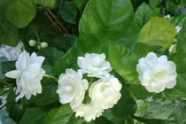 8 bài thuốc chữa nhiều bệnh từ hoa nhài