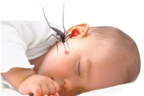 Bài thuốc dân gian giúp giảm biến chứng sốt xuất huyết