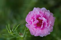 Bài thuốc chữa viêm họng, bỏng nhẹ từ hoa mười giờ