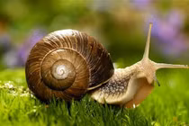 Bài thuốc từ ốc sên chữa hen suyễn, giải độc hiệu quả