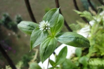 Bài thuốc chữa bệnh gút thần kỳ từ cây nở ngày đất 