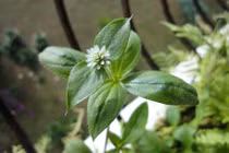 Bài thuốc chữa bệnh gút thần kỳ từ cây nở ngày đất 