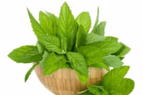 Chữa vết côn trùng cắn bằng thảo dược cực hiệu quả