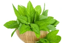 Chữa vết côn trùng cắn bằng thảo dược cực hiệu quả