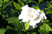 Bí quyết dùng cây dành dành trị đau mắt, nhức mắt