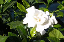 Bí quyết dùng cây dành dành trị đau mắt, nhức mắt