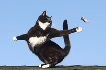 Hài hước bộ ảnh cuộc chiến Tom và Jerry ngoài đời thực