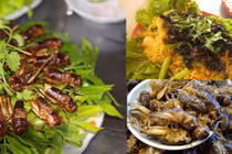 Món ăn từ bọ mùa hè: Nhìn thì ghê ăn lại mê