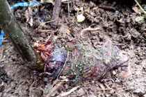 “Săn” cây rắn cắn đồn chữa được ung thư, giá củ 2 triệu đồng/kg 