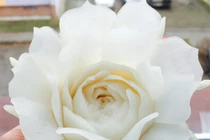 Mẫu hoa trang trí món ăn từ của quả đẹp ngỡ ngàng