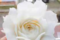 Mẫu hoa trang trí món ăn từ của quả đẹp ngỡ ngàng