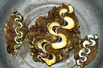 Ăn và ngắm ốc biển độc lạ cực ngon