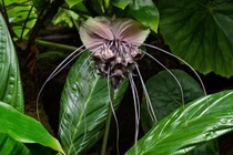 Bài thuốc chữa tê thấp kỳ diệu từ cây râu hùm