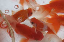 Ông Công, ông Táo: Cá ngoại nhập, đắt tiền được ưa chuộng