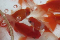 Ông Công, ông Táo: Cá ngoại nhập, đắt tiền được ưa chuộng