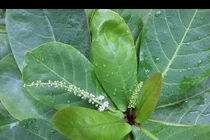 Trị sâu răng dễ ợt với bài thuốc từ lá bàng 