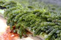 Thực phẩm giúp bà bầu giải độc tố có hại