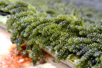 Thực phẩm giúp bà bầu giải độc tố có hại