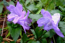 Cây thuốc quý trị 11 loại tế bào ung thư cứng đầu ít người biết