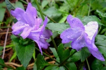 Cây thuốc quý trị 11 loại tế bào ung thư cứng đầu ít người biết