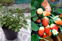 Những giống rau Nhật đang gây sốt ở Việt Nam