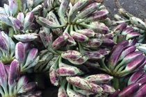 Công dụng chữa bệnh và bài thuốc hay từ chuối hột rừng