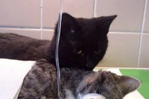 Sửng sốt xem chú mèo y tá chăm sóc động vật bị thương