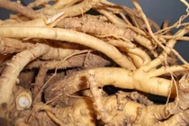 Bài thuốc từ rễ cây chữa máu nhiễm mỡ cực tốt