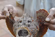 Đặc sản biển xấu xí, độc chết người nhưng ngon khó cưỡng