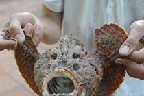 Đặc sản biển xấu xí, độc chết người nhưng ngon khó cưỡng