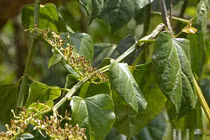 Bài thuốc từ cây chìa vôi chữa được nhiều bệnh