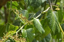 Bài thuốc từ cây chìa vôi chữa được nhiều bệnh