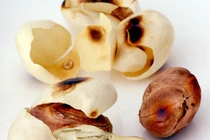 Công dụng tuyệt vời từ hạt mít mà bạn nên biết