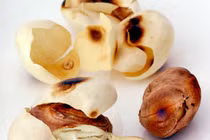 Công dụng tuyệt vời từ hạt mít mà bạn nên biết