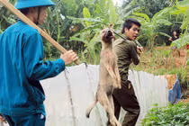 Hà Nội: Thành lập các đội tiêu diệt chó thả rông.