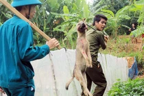 Hà Nội: Thành lập các đội tiêu diệt chó thả rông.