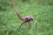 Bài thuốc chữa bệnh hiệu nghiệm từ rượu củ gấu