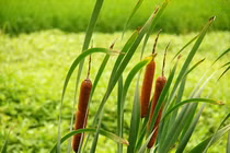 Cách dùng cây cỏ nến cầm máu, tiêu viêm